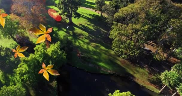오렌지의 공원에서 떨어지는 애니메이션이다 디지털 비디오 — 비디오