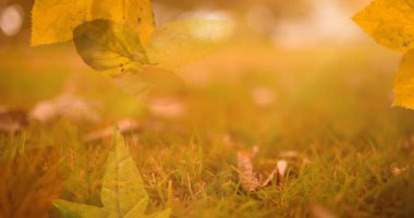 Sonbahar doğası arka planında sonbahar yapraklarının animasyonları. sonbahar, sonbahar, sezon, doğa, desen ve renk konsepti dijital olarak oluşturulmuş video.