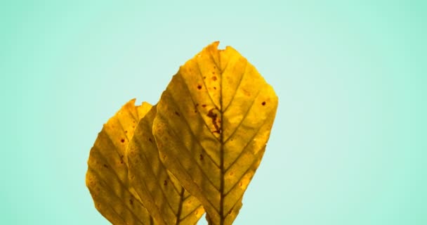 黄秋叶子在绿色背景上的动画 图案及色彩概念数码影片 — 图库视频影像