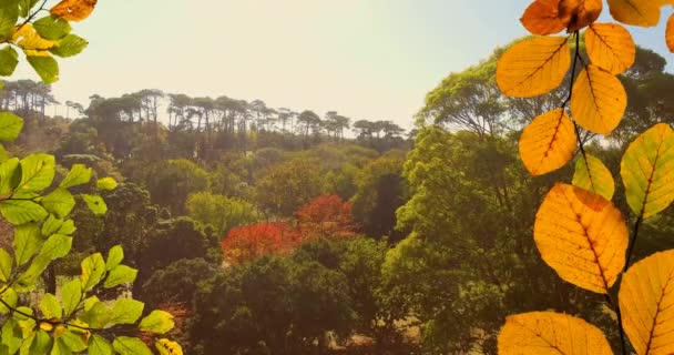 園内にはオレンジと緑の紅葉のアニメーション 色と自然の概念をデジタルで生成したビデオ — ストック動画