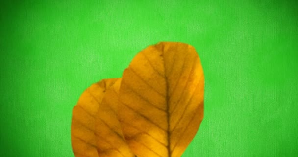 橙色秋天的叶子在绿色背景上的动画 图案及色彩概念数码影片 — 图库视频影像