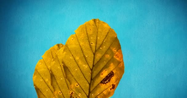 Animación Hojas Amarillas Otoño Sobre Fondo Azul Otoño Otoño Estación — Vídeos de Stock