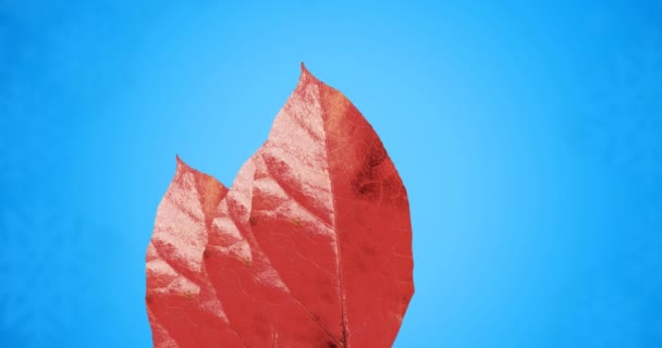 Animación Hojas Rojas Otoño Sobre Fondo Azul Otoño Otoño Estación — Vídeos de Stock