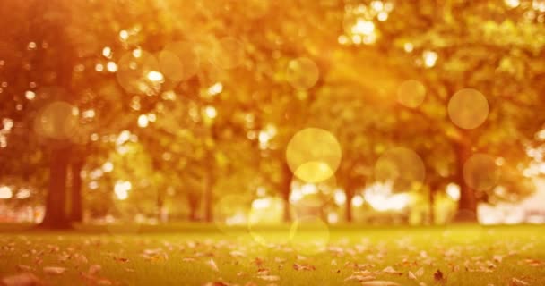 秋の公園を背景に輝く光のスポットのアニメーション パターン 色の概念がデジタルで生成されたビデオ — ストック動画