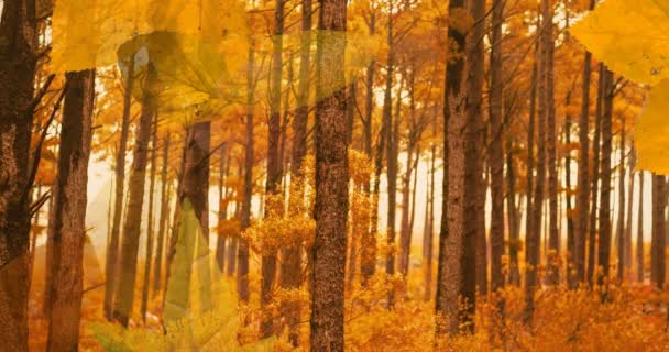 Animación Capas Hojas Otoñales Sobre Fondo Del Bosque Otoñal Otoño — Vídeos de Stock