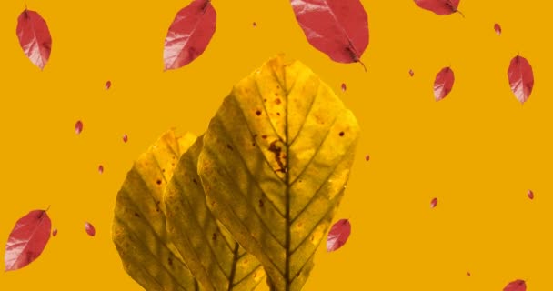 Animation Orangefarbener Und Roter Herbstblätter Auf Orangefarbenem Hintergrund Jahreszeiten Herbst — Stockvideo