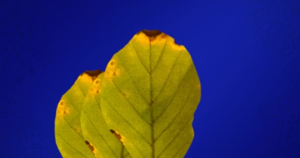 Animación Hojas Amarillas Otoño Sobre Fondo Azul Otoño Otoño Estación — Vídeos de Stock