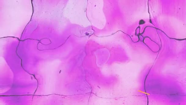 Animacja Różowego Fioletowego Ruchomego Tła Cieczy Kolor Ruch Koncepcja Tła — Wideo stockowe