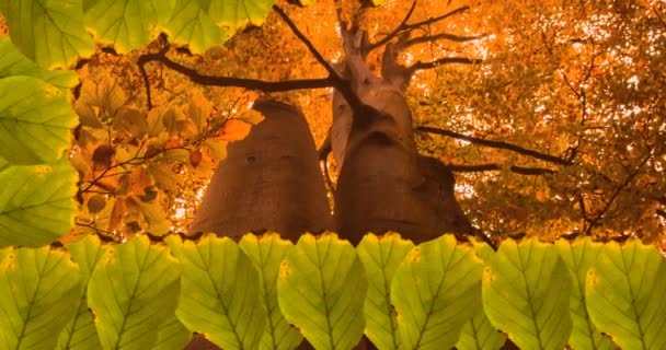 Animation Des Rahmens Der Herbstblätter Über Dem Hintergrund Des Herbstwaldes — Stockvideo