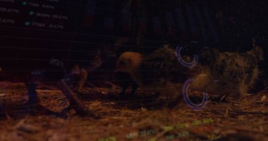 Kümes hayvanları ambarında saman döşemesine istirahat eden üç civciv kümeleniyor. Finansal örtüler de var. Gelecekçi, tarımsal, analitik, kümes hayvanı, dijital, yenilik, kırsal