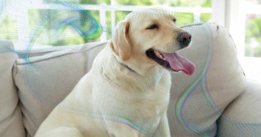 Soluk soluklu sarı Labrador Retriever gri yakalı, güneşli odada açık bej koltukta oturuyor. Köpek, hayvan, eğlence, iç mekan, doğal ışık, konfor, huzur