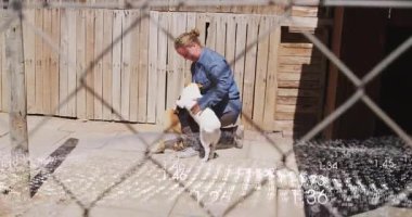 Zincirleme çitlerin arkasında diz çökmüş gönüllü köpek yavrularını karşılıyor ve barınak bakımı için beşikte. Hayvan kurtarma, barınak gönüllüsü, köpek bakımı, açık hava koruma, şakacı köpek yavruları, bakım