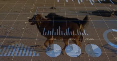 Köpek soldan giriyor, kumsalda yürüyor, şebeke altında ve veri tabloları izleme ölçümleri var. Doğal, analitik, fütüristik, ölçüm, açık hava, dingin, veri odaklı