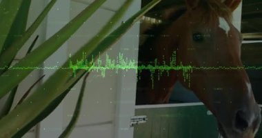 Titreşim dalgalanması sesi duyuyorsun. Sahayı tararken Bay Horse yeşil ahır kapısının üzerinden itiyor. At, kırsal, pastoral, sağIık, zen, doğa, sükunet