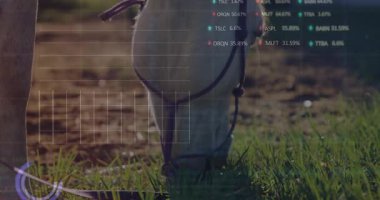 Olay yerinde, finansal grafikler trendleri görselleştirirken at kafasını çimenleri kemirmeye başlar. Atlar, otlaklar, kırsal, finansal, veri görselleştirme, teknoloji, yenilik