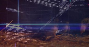 Kod göründükçe saman gagalayan civcivler, grafik izleme metriklerinde güncellenen etiketler. Kümes hayvanları, kuluçka, dijital, biyoteknoloji, çiftlik, yenilik, tarım