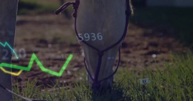 At başını eğip otlatıyor çizgi grafikleri yükseliyor ve düşüyor görselleştirme ölçümleri. At, kırsal, veri görselleştirme, analitik, dinginlik, doğa, dijital eşleştirme