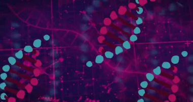 Kod darbesinden sonra, benekli morumsu ve gri DNA sarmalları ortaya çıkıyor, dönen, görselleştiren veriler. Fütürist, bilimsel, soyut, görselleştirme, dijital, biyoteknoloji, yenilik