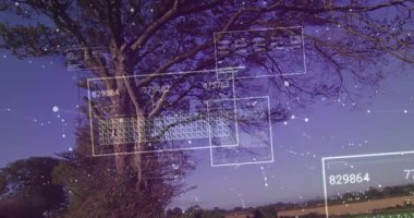 Yaprak döken ağacın üzerinde kaybolan veriler, veri taraması için dönen şebekeleri dolduran ve sonra kaybolan veriler. Teknoloji, analitik, ağlar, görselleştirme, dijital, gelecekçilik, veri