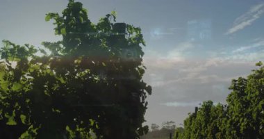 Sarmaşıkların arasından süzülen güneş ışığı sarmaşıkların üst üste binmesine ve ekinlerin izlenmesi için kameranın hareket etmesine neden oluyor. Üzüm bağı, sıralar, ufuk, lens, parlama, şeffaf, holografik