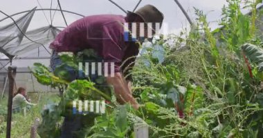 Adam kaldırılmış yatağın üzerine eğilip bitki tabanını kavrıyor ve seradaki yapraklı yeşilliklerin toplanmasını tetikliyor. Bahçecilik, sürdürülebilir tarım, kentsel tarım, organik bahçecilik, bitki yetiştirme