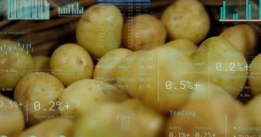 Örülmüş sepetteki sarı patatesler yükün üzerinde görünen örtüleri gösteriyor, pazar verilerini takip ediyorlar. Patates, üretim, hasır, kap, yakın plan, çizelgeler, grafikler