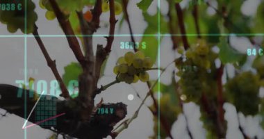 Turkuaz ızgara zayıflıyor, yükselen ve yükselen grafikler yukarı kayıyor, ekin değerini görselleştiriyor. Üzüm bağı, üzüm bağı, asma, analitik, gösterge paneli, veri, görselleştirme