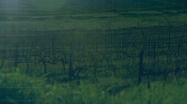 Zayıf şebeke görünüyor, veri izleri yükseliyor ve üzüm bağı üzerinde salınıyor, yüzde eğilimleri gösteriyor. Üzüm, sarmaşık, sarmaşık, kırsal, manzara, kaplama, grafik