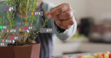 Kıdemli kadın filizleniyor, sosyal ikonlar büyüyor, soluyor, yemek pişirmek için bitkiler yerleştiriyor. Biberiye, bitki, mutfak, hasat, tepsi, ürün, parlak