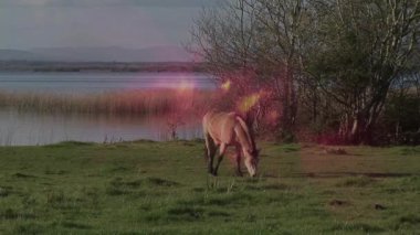 Göl kenarında at otlatılan atların renkli animasyonları büyülü bir atmosfer yaratıyor. Doğa, manzara, fantezi, rüya gibi, kaprisli, mistik