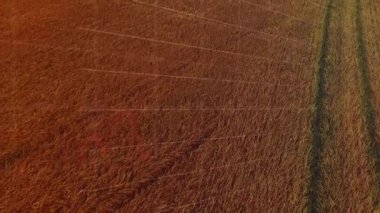 Dijital insan üzerinden finansal veri işleme animasyonu. Küresel tarım işi dijital arayüz teknolojisi ve dijital olarak üretilen ağ konsepti.