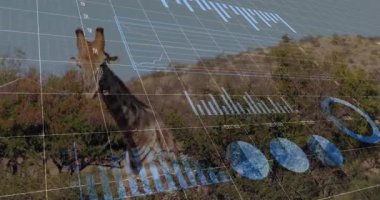 Çalılar arasında çiğneyen yapraklara ulaşan zürafa şebeke çizgilerini, bar çizelgelerini, çizgi grafiklerini gösteriyor. Vahşi yaşam, veri görselleştirme, yenilik, doğa, analiz, teknoloji, ekosistem