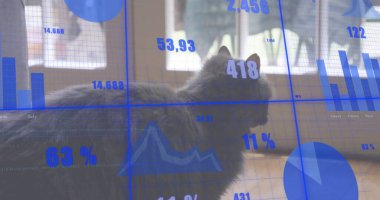 Uzun saçlı gri kedi, beyaz koltuklara bakarak mavi veri örtülerini gösteriyor. Kedi, pencere, iç mekan, minimalist, bilgi tablosu, arkaplan