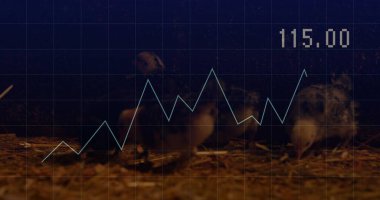 Ayakta duran ve hareket eden üç civciv kuluçka ağındaki samanı gagalıyor ve keşfediyor, şebeke 115.00 'ü kaplıyor. Yuvalar, saman, ahır, muhafaza, loş, sıcak, mavi