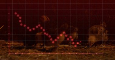 Yumurtadan yeni çıkmış yavrular kırmızı düğüm grafiğiyle loş kırmızı kaplama altında saman yuvalarında kümeleniyorlar. Yumurtadan çıkma, kümes hayvanları, kümes, yatak, şebeke, analiz, huzur