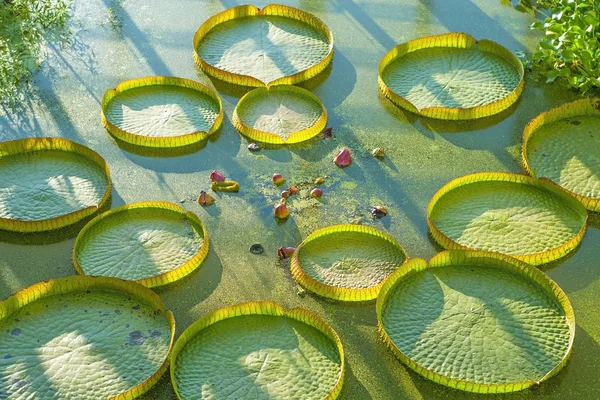 Wasserpflanzen — Stockfoto