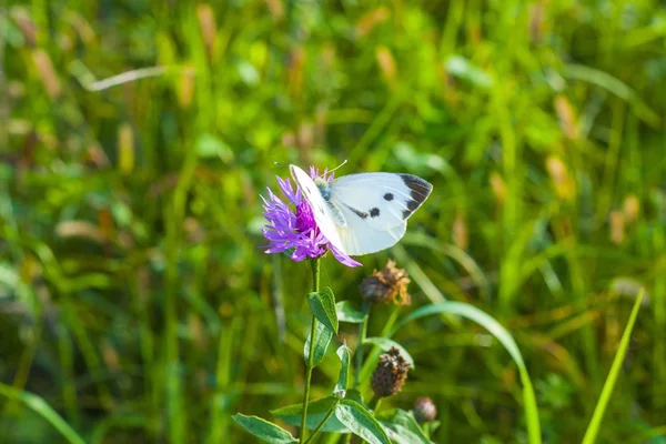 Petit papillon sur une fleur rose — Photo