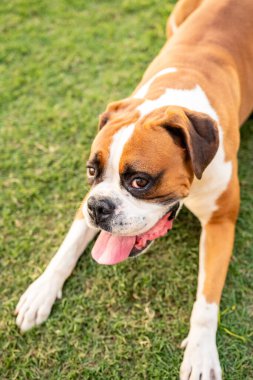 Mutlu boksör köpeği sana bakıyor. 