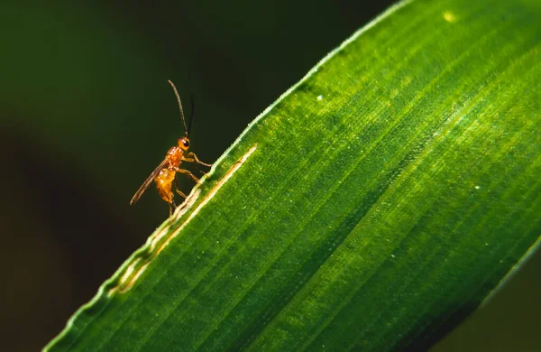 Petit Coléoptère Prédateur Étrange Coléoptère Cornes Sur Fond Isolé Dos — Photo