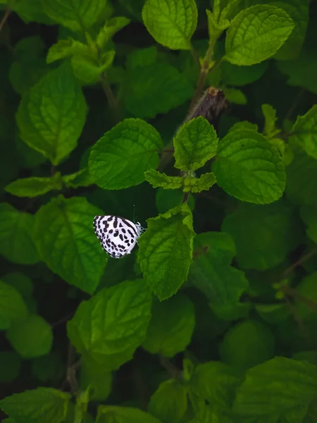 Weißer Schmetterling Mit Schwarzen Streifen Flügel Auf Blatt Mit Platz — Stockfoto