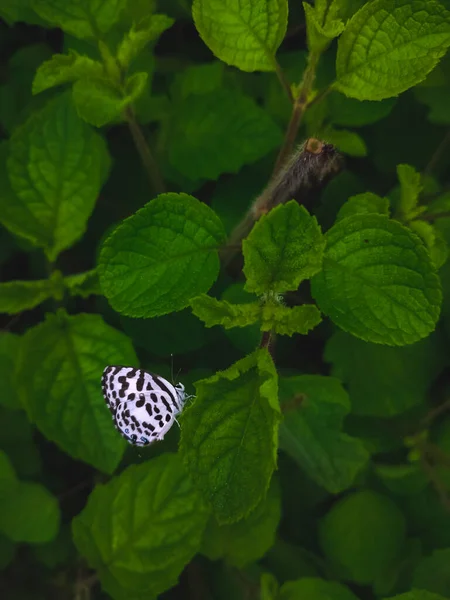 Weißer Schmetterling Mit Schwarzen Streifen Flügel Auf Blatt Mit Platz — Stockfoto