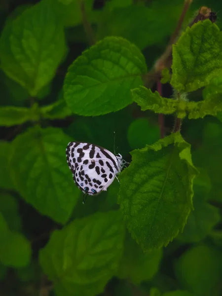 Weißer Schmetterling Mit Schwarzen Streifen Flügel Auf Blatt Mit Platz — Stockfoto