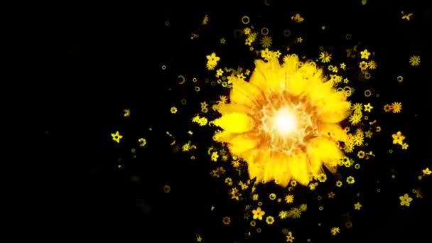 黄花花瓣落下三维概念的顶部视图 美丽的太阳黄花落下花瓣的春天季节的形状的心脏 简单的爱 春天的花朵 — 图库视频影像