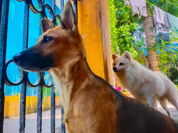 Mascotas Mirando Hacia Fuera Desde Puerta Casa Mientras Que Todo — Foto de Stock