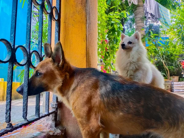 Kisállat Néz Kívül Home Gate While Mindenki Tartózkodik Otthon Alatt — Stock Fotó