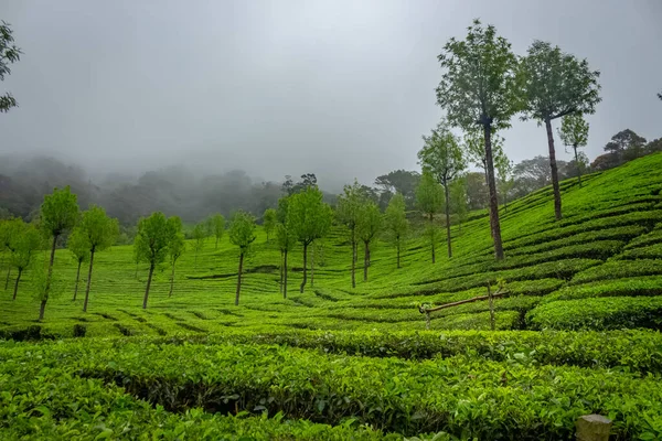 Плантация Чая Муннар Лучшие Чайные Заводы Munnar Керала Индия — стоковое фото