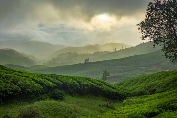 Munnar Çay Çiftliği Munnar Kerala Hindistan Çay Çiftliklerinin Üzerinde Gün — Stok fotoğraf