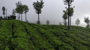 Munnar Çay Çiftliği. Munnar, Kerala, Hindistan 'da Yağmur yağarken Çay Tarlalarının Üzerinde Gün Batımı.