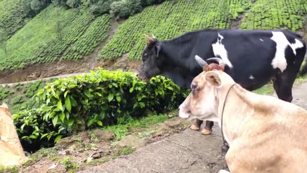 Vaca Indiana Plantações Chá Munnar Kerala Índia Vaca Roaming Deitado — Vídeo de Stock