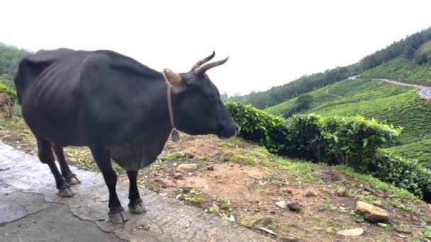 Індійська Корова Плантаціях Чаю Маннарі Штат Керала Індія Дорога Корів — стокове відео